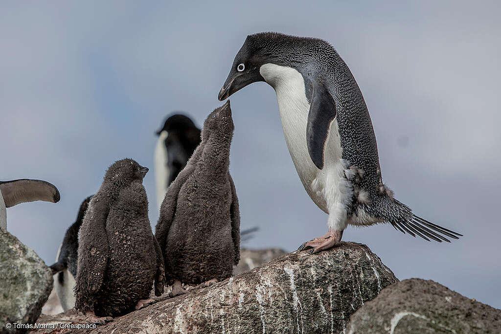 Adélie penguins on Wide Open Island, Antarctica.
