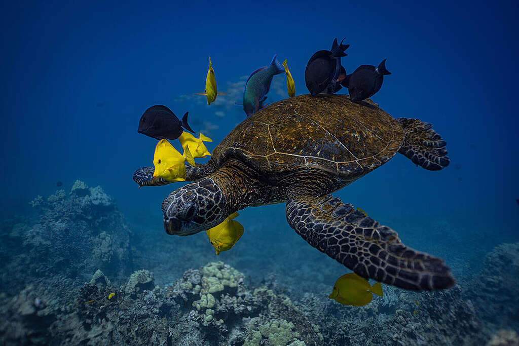 Turtle and fish over corals.