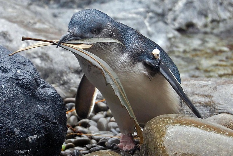 Little Blue Penguin nest-building via threefishsleeping on Flickr (CC)