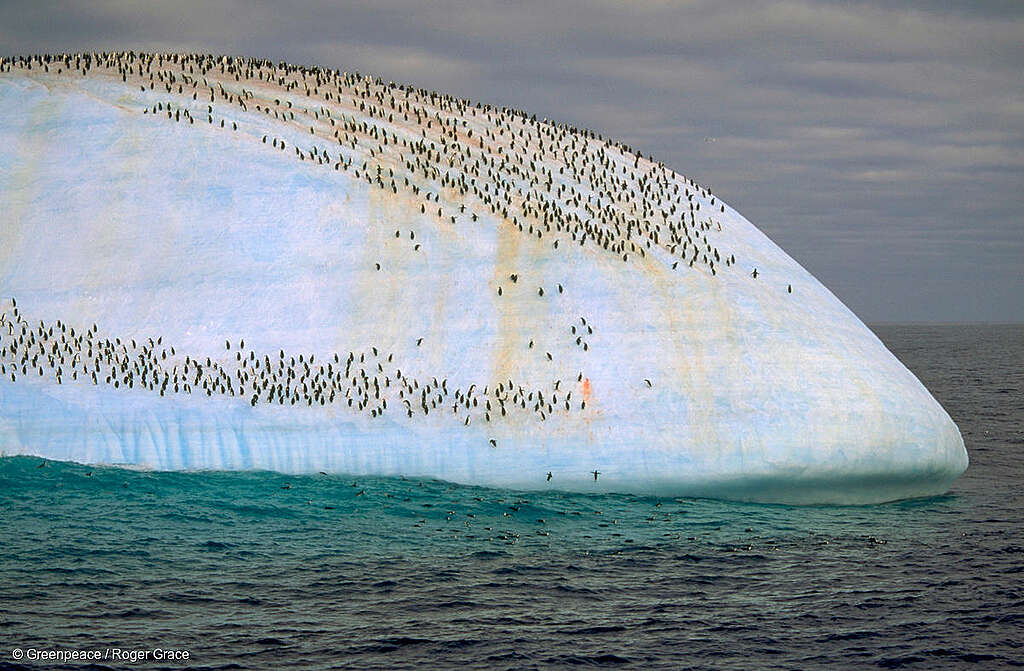 1990/91 Antarctica Expedition 2nd leg.  Penguins on an iceberg, South Orkneys.