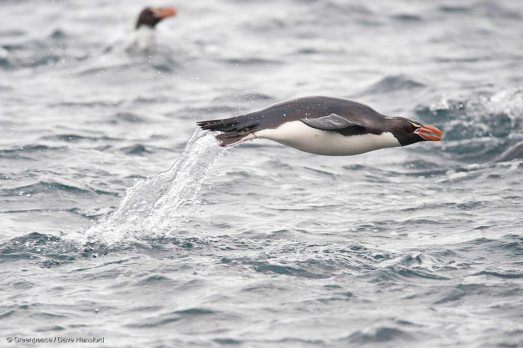 More Snares crested penguins because they're the world's rarest are found only on the subantractic Snares group of New Zealand's Snares Islands, 80 nautical miles south of Rakiura.