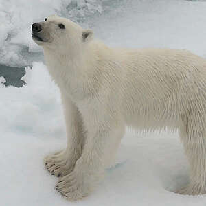 polar bear