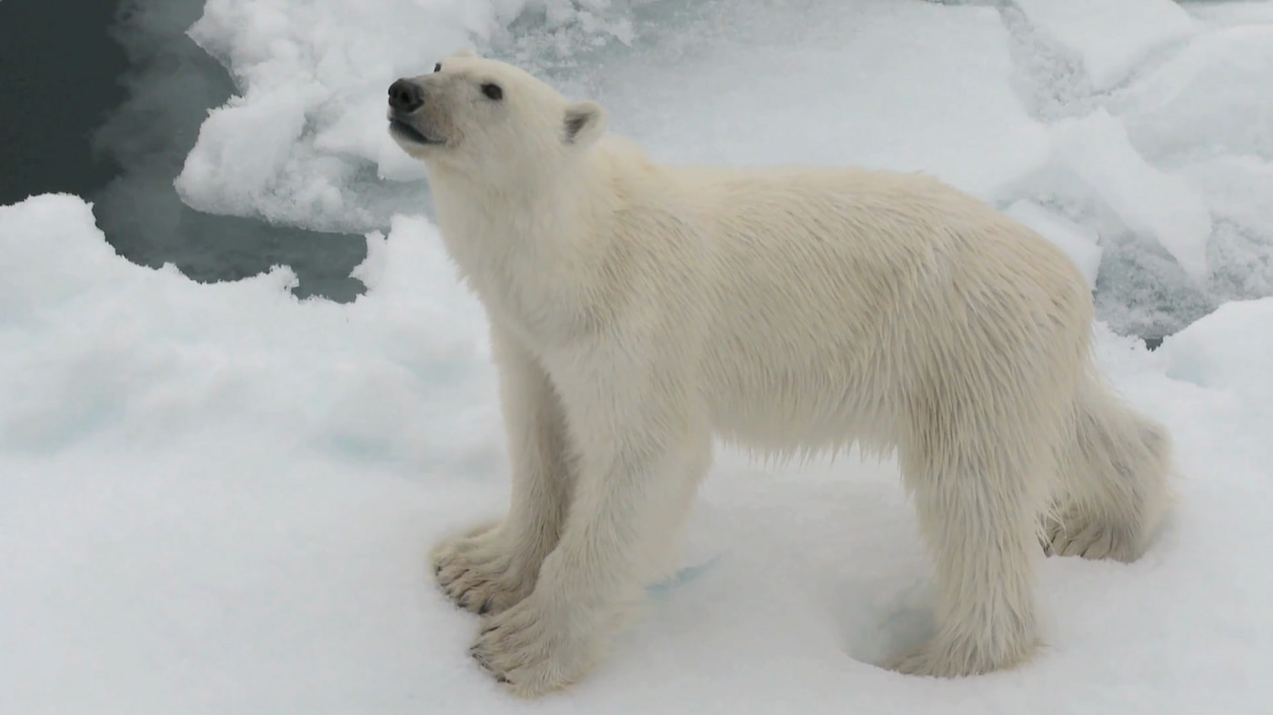 polar bear