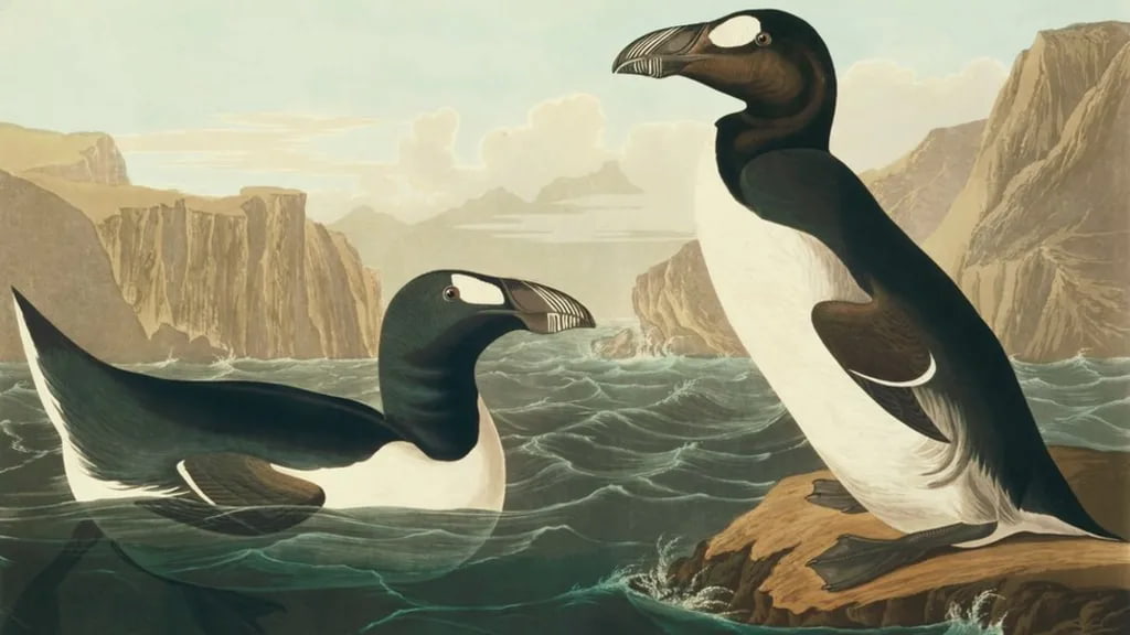 Great Auk Penguin Illustration by John James Audubon. Wikimedia Commons.
