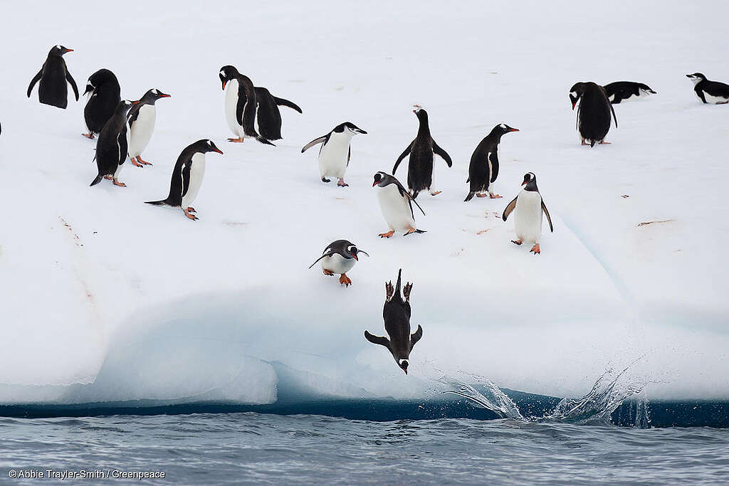 Chinstrap and Gentoo penguins fish on an iceberg off Half Moon Island. 