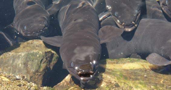 Longfin eels underwater