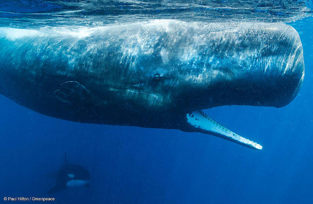 A pod of Sperm Whales move into a defense line to stop a pod of Orcas (Killer Whales) getting to their calf.
Whales and dolphins are known to use seamounts as feeding and breeding areas or even as navigational help during their migrations.