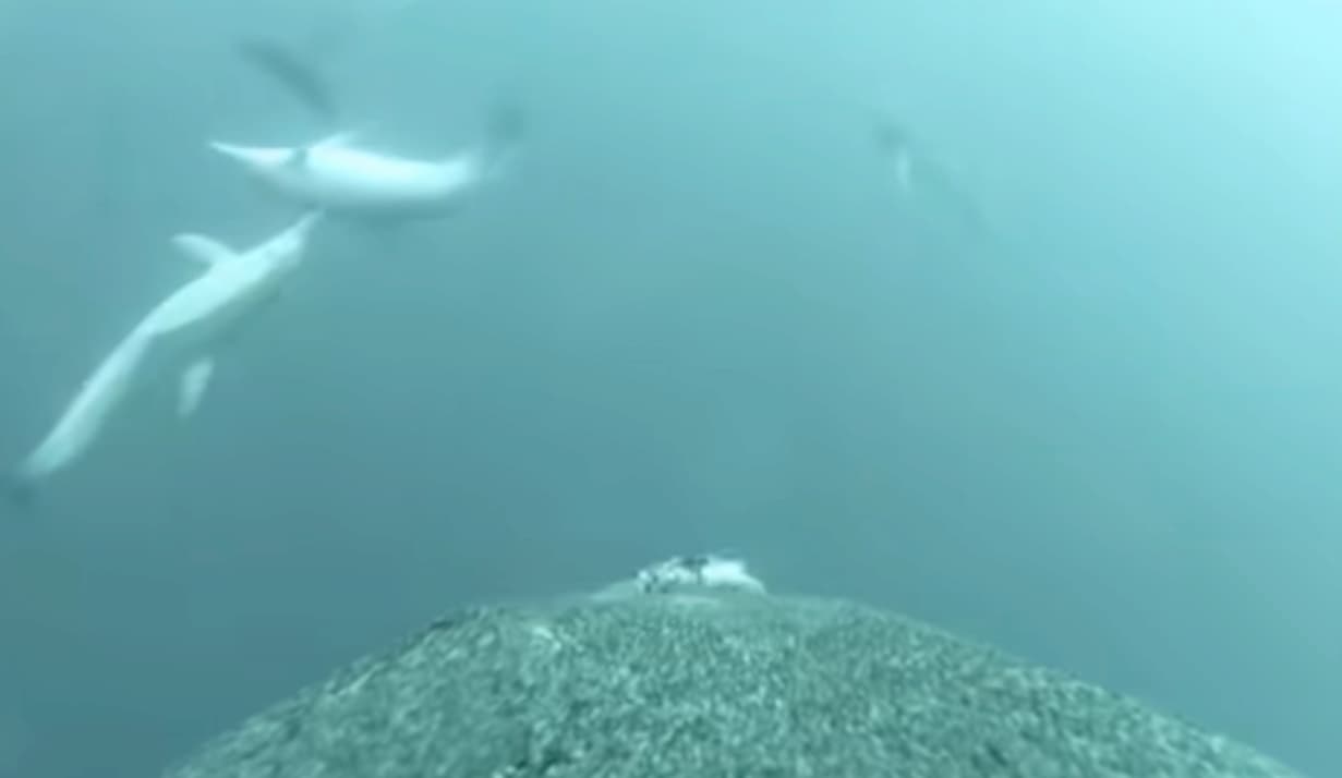 In this video: Sea lion swimming through invertebrate reef, sponge garden, macroalgae reef, bare sand, and invertebrate boulder habitats. Credit: Angelakis et al. 2024.