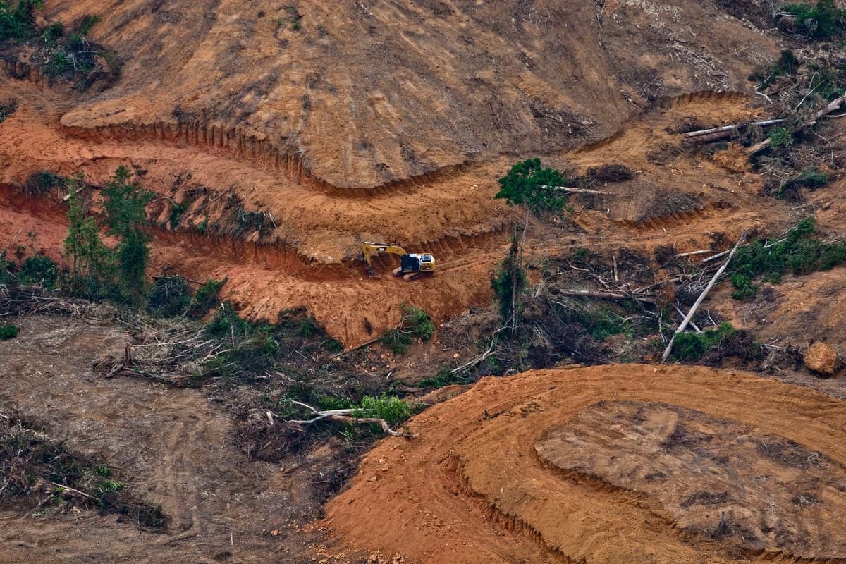 Palm kernel imports skyrocketing as climate crisis worsens