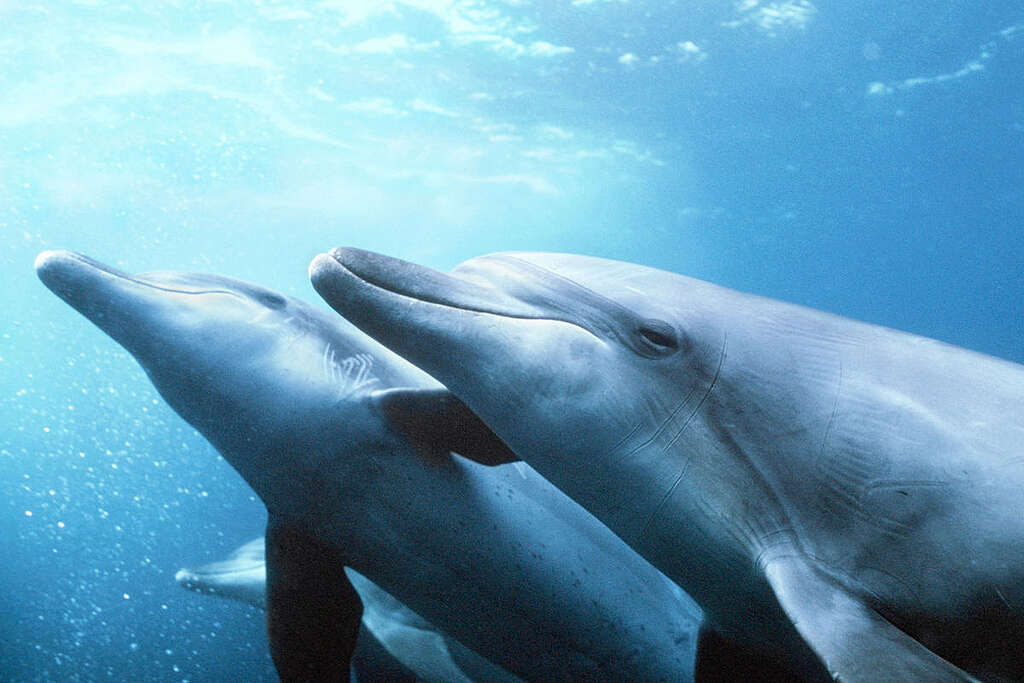 Bottlenose dolphins, Tursiops truncatus, Mikura, Japan, Pacific Ocean. Bottlenose dolphins, Tursiops truncatus, Mikura, Japan, Pacific Ocean.