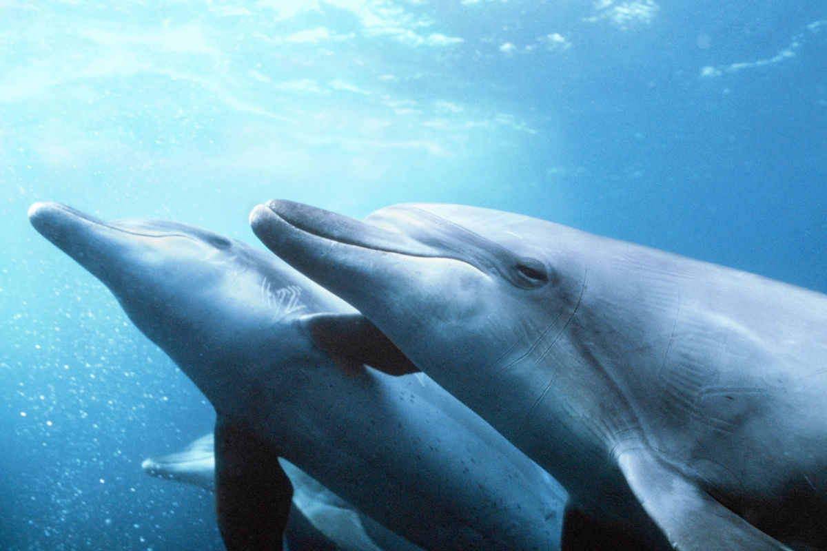 Bottlenose dolphins, Tursiops truncatus, Mikura, Japan, Pacific Ocean.