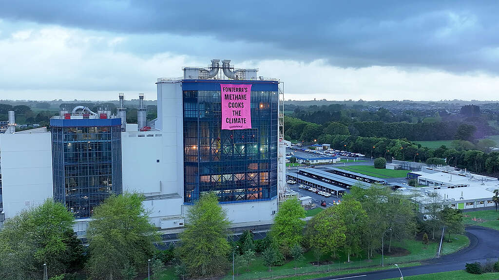 Greenpeace activists scaled Fonterra’s Te Rapa dairy processing factory, unfurling a 160 square metre banner reading ‘Fonterra’s methane cooks the climate.’ A large pink banner hangs from the front of the building.