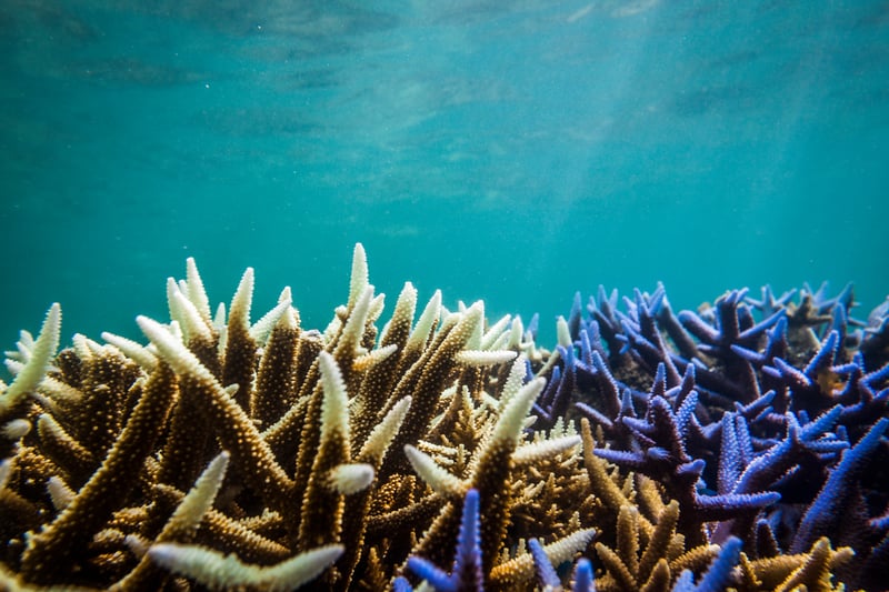 image of sunlight through ocean water onto coral at the Great Barrier Reef with coral on the left bleached white