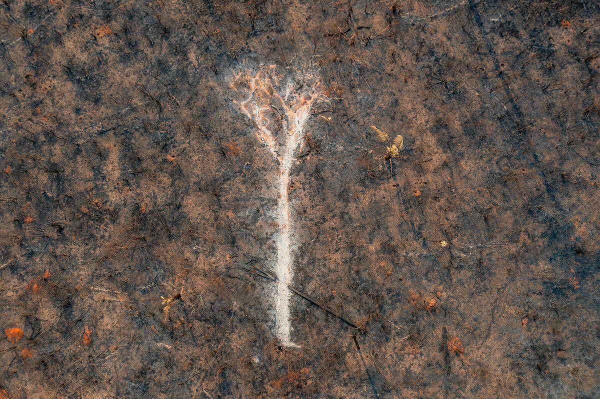 Ash Tree in scorched Earth in the Capoto-Jarina Indigenous Territory in the Amazon, 2024. Indigenous Lands in the Amazon are facing a devastating combination of extreme drought and forest fires, driven by the intensification of climate change and criminal activities from illegal mining and other exploitative actions. © Marizilda Cruppe / Greenpeace