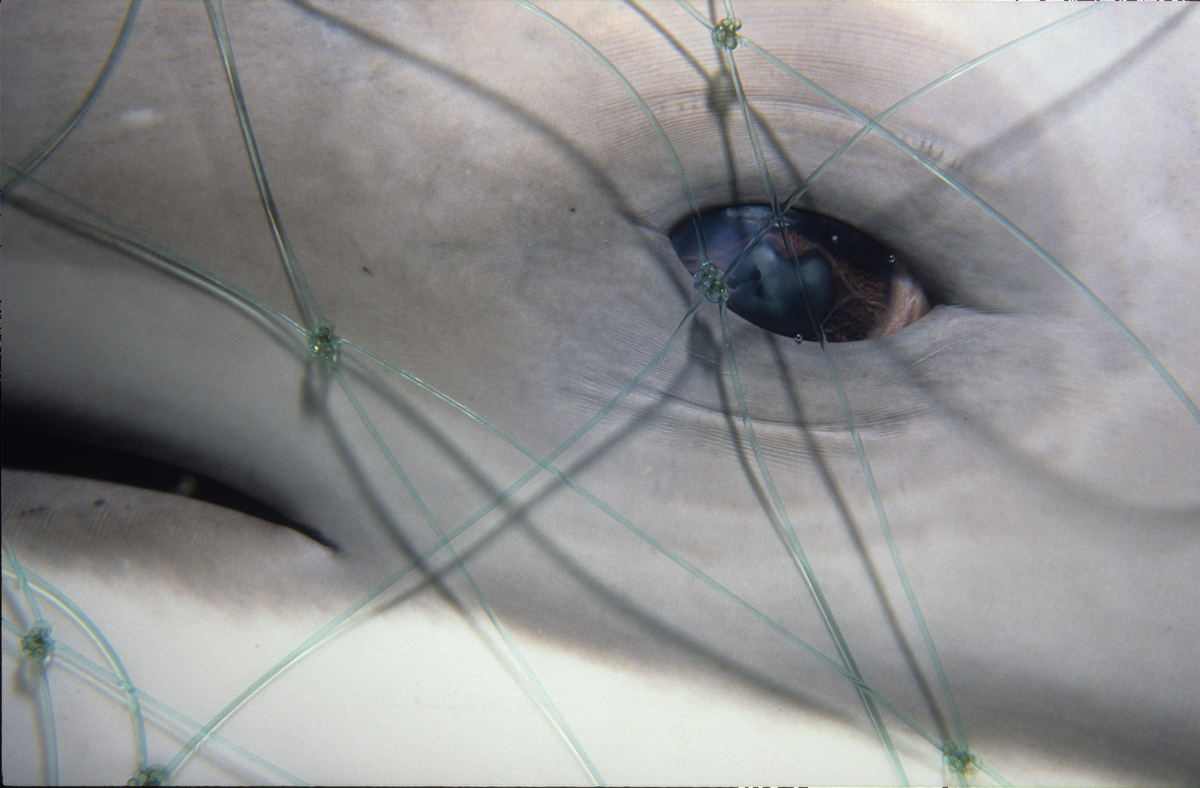 Close up of a Pacific white-sided dolphin caught in a driftnet, North Pacific.