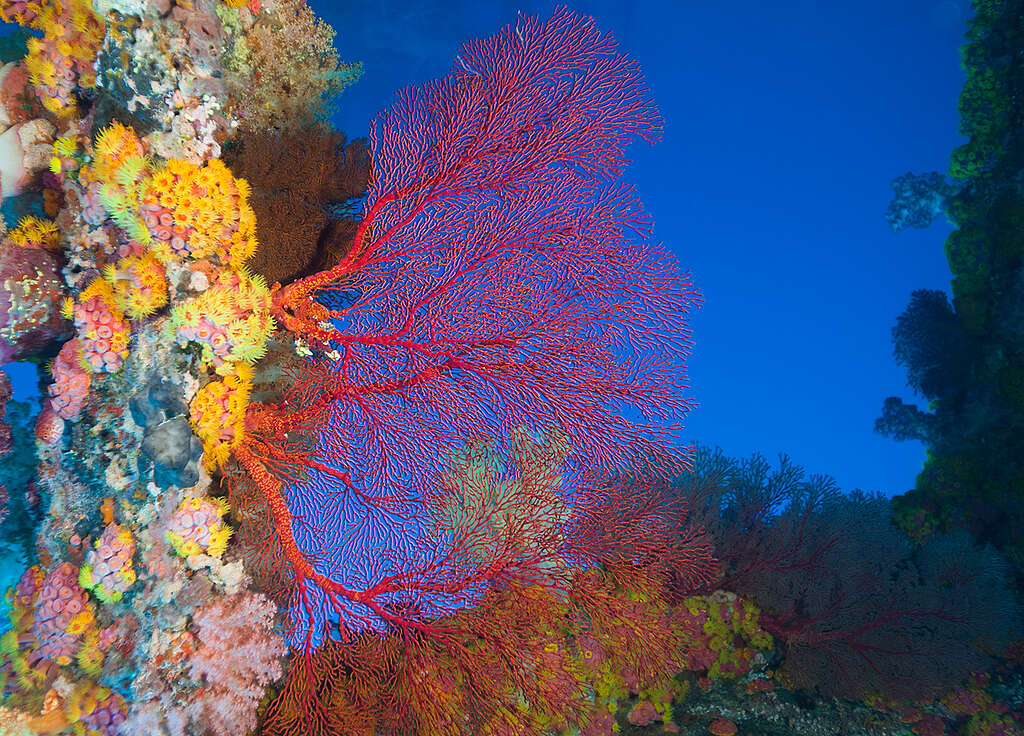 Red coral on Wan Li Tong reef, Green Island, Taiwan. Red coral on Wan Li Tong reef, Green Island, Taiwan.