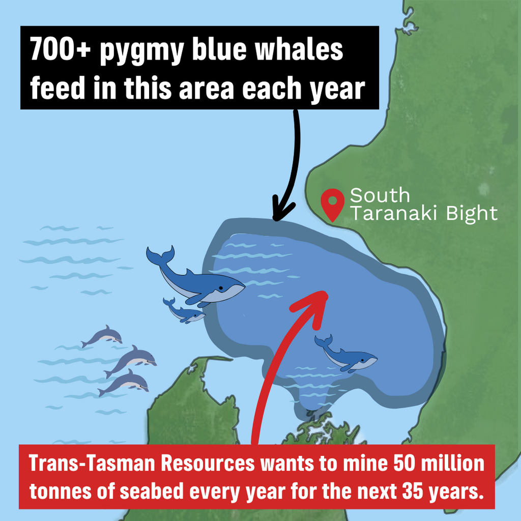 Infographic showing where Trans-Tasman Resources wants to mine in South Taranaki BIght. Infographic showing where Trans-Tasman Resources wants to mine in South Taranaki BIght.