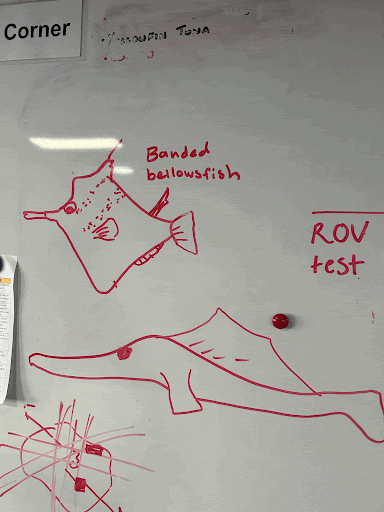 Drawings on a whiteboard of fish to help identify fish seen on the underwater cameras during the Seamount Expedition