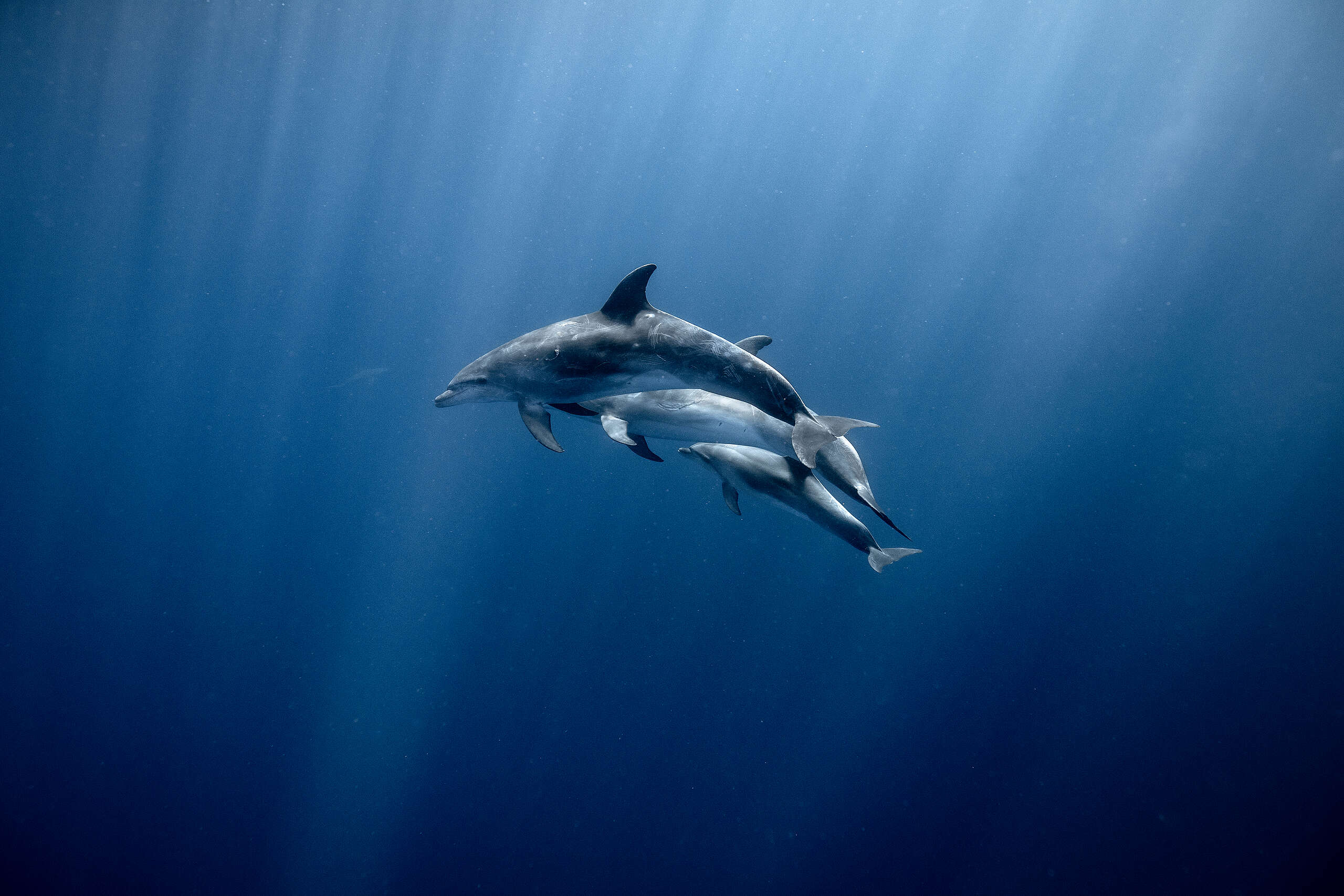 Bottom trawling a triple threat to marine environments – new report