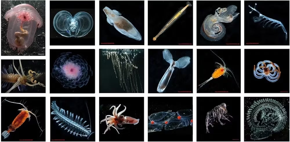 Census of Marine Zooplankton online gallery of photo vouchers for living specimens of marine zooplankton identified at sea immediately upon collection by taxonomic experts. See http://www.cmarz.org/galleries.html for species identifications. Photos by R.R. Hopcroft and C. Clarke (University Alaska Fairbanks) and L.P. Madin (Woods Hole Oceanographic Institution)