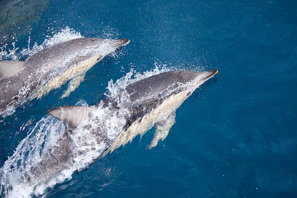 Two dolphins swim side by side past the Greenpeace Seamount Expedition ship Two dolphins swim side by side past the Greenpeace Seamount Expedition ship