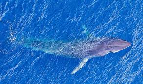 Aerial shot of Short Fin Pilot whales and calf near Scott Reef, Western Australia Aerial shot of Short Fin Pilot whales and calf near Scott Reef, Western Australia