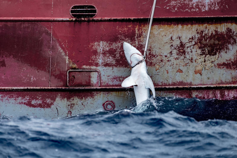 A shark is pulled up the side of a longlining fishing vessel