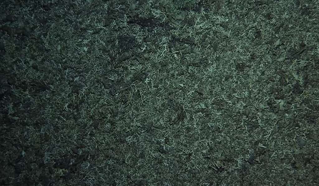 Underwater still of dead, grey coral that has been bottom trawled Underwater still of dead, grey coral that has been bottom trawled