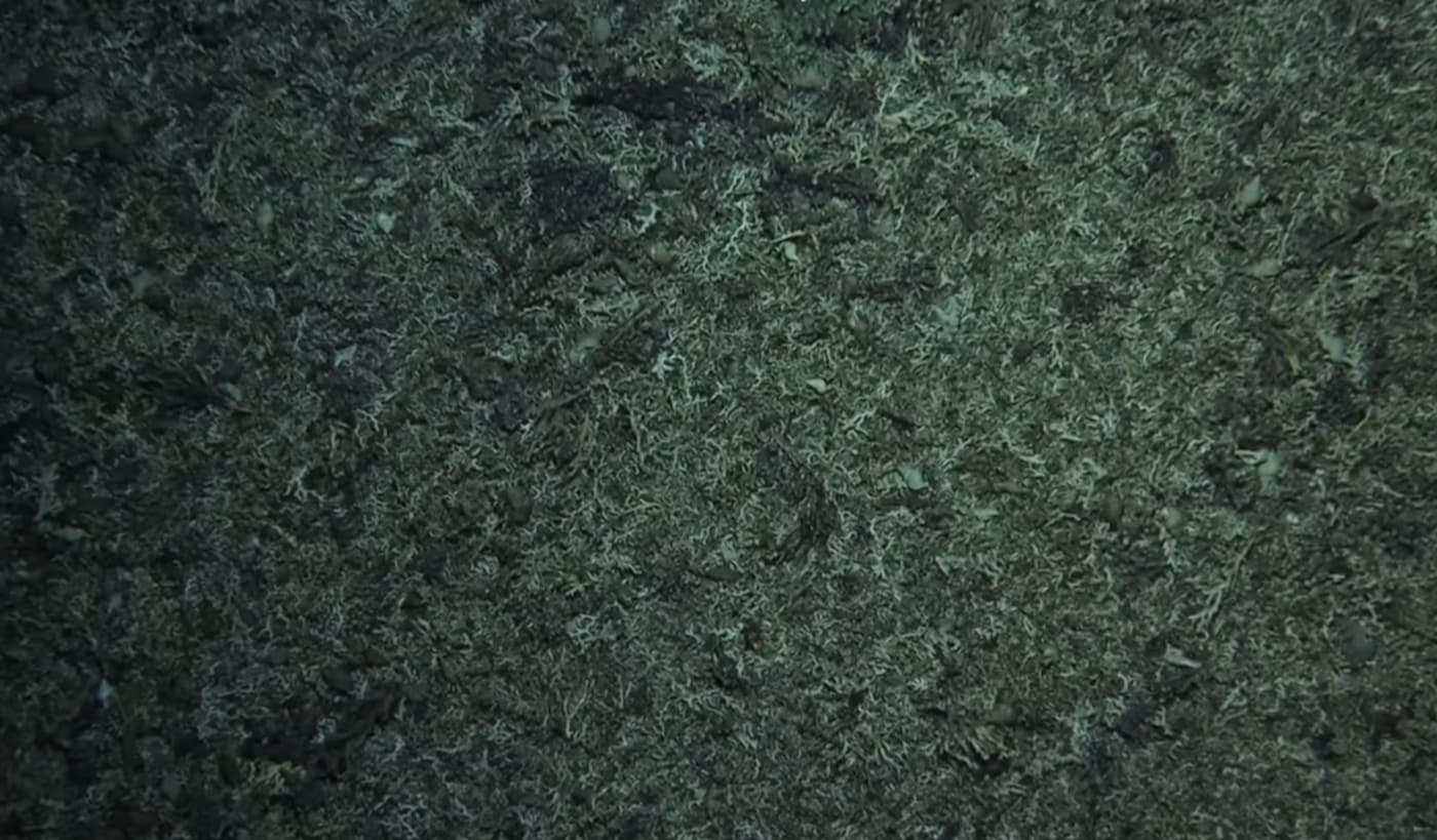 First images of coral destruction from our Seamount Expedition