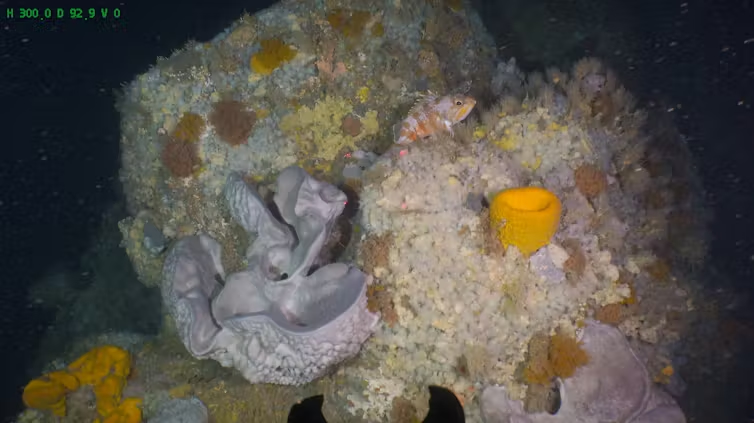 Reefs in the ‘middle’ light zone along NZ’s coast are biodiversity hotspots and many are home to protected species