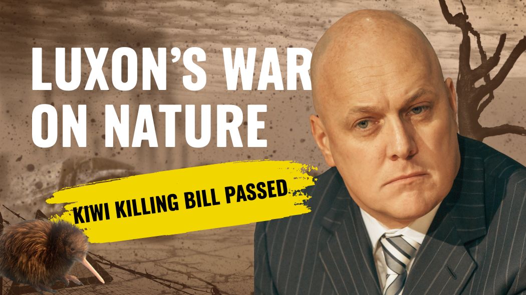 The amendment to the Wildlife Act, New Zealand’s foundational wildlife protection law, was passed under urgency today and allows the Director-General of Conservation to grant companies permission to kill kiwi and other native wildlife if they get in the way of projects like roads, mines or dams.