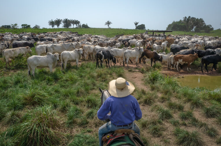 Global livestock industry exposed for rampant rainforest destruction, despite no-deforestation pledges
