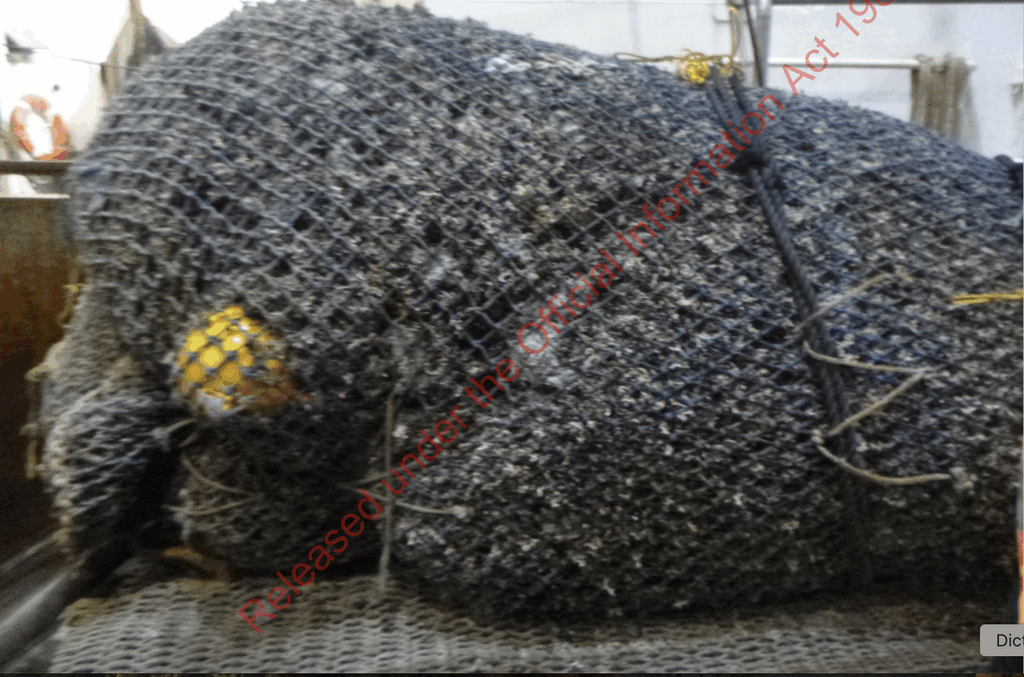 A trawl net full of coral and bycatch A trawl net full of coral and bycatch