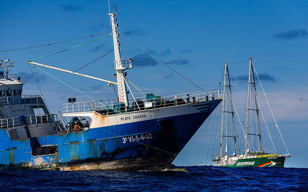 The Greenpeace ship, Rainbow Warrior is seen close to a Spanish longliner to bear witness to the industrial fishing in the South Pacific Ocean. The Rainbow Warrior is in the South Pacific Ocean to expose longline fishing and call on governments to ratify the Global Ocean Treaty and create a network of protected areas in the High Seas. The Greenpeace ship, Rainbow Warrior is seen close to a Spanish longliner to bear witness to the industrial fishing in the South Pacific Ocean.
The Rainbow Warrior is in the South Pacific Ocean to expose longline fishing and call on governments to ratify the Global Ocean Treaty and create a network of protected areas in the High Seas.