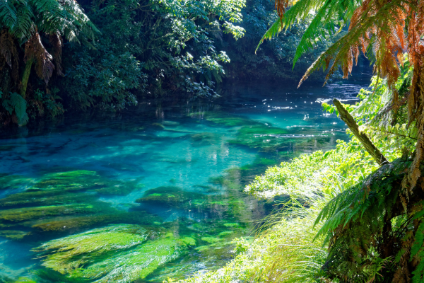 New Zealand’s dirty secret: How dairy industry pollution is threatening rivers, the climate, and democracy