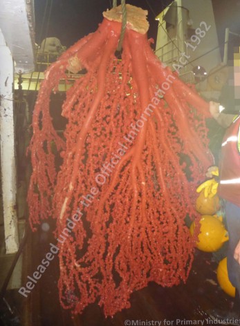 A large piece of coral bycatch