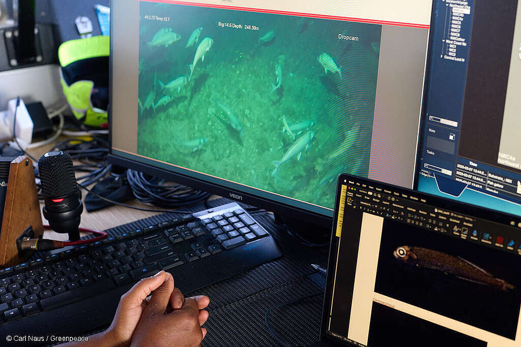 Seamounts Expedition in Tasman Sea A scientist examines a monitor showing deep sea life