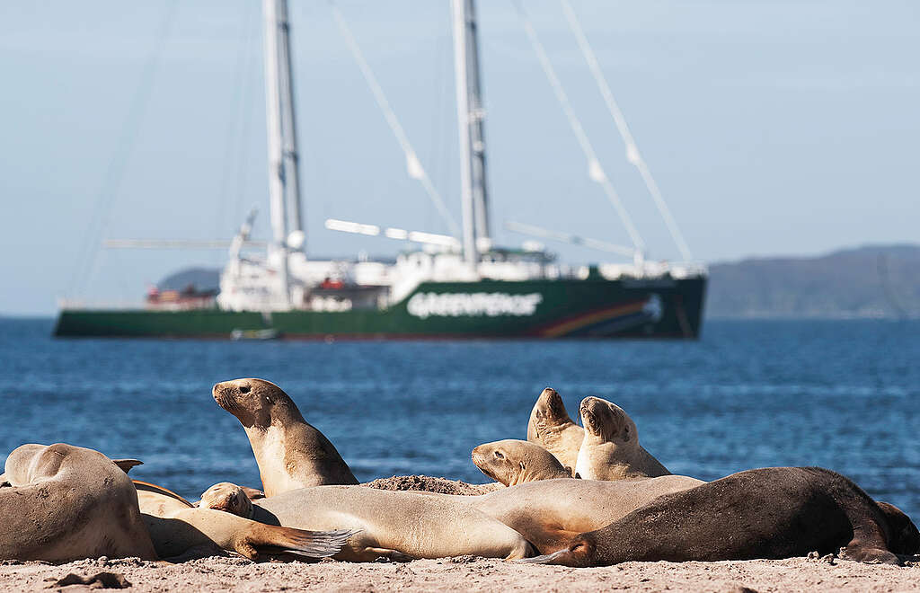 New Zealand sea lions lie on the beach at Sandy Bay, Enderby Island, in the New Zealand subantarctic. The Rainbow Warrior lies at anchor in the background. New Zealand sea lions lie on the beach at Sandy Bay, Enderby Island, in the New Zealand subantarctic. The Rainbow Warrior lies at anchor in the background.