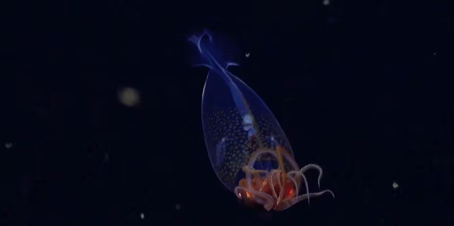 The first sighting of a juvenile colossal squid in its natural environment. Credit: Schmidt Ocean Institute.