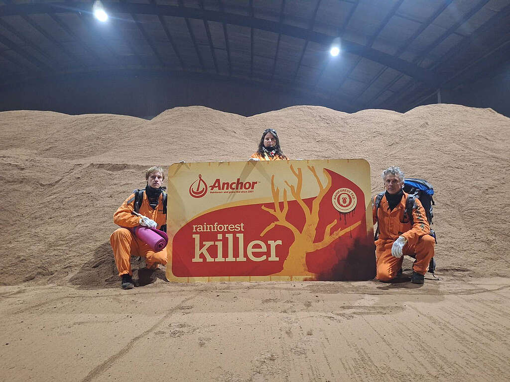 Taranaki, New Zealand - Greenpeace Aotearoa activists have occupied the storage facility of Fonterra’s biggest palm kernel supplier and locked themselves to pillars stopping a ship from Indonesia carrying 30 thousand tonnes of palm kernel expeller from unloading. Meanwhile, another team of activists dressed as orangutan climbed onto the roof of the Agrifeeds facility and deployed a 500 square meter banner that reads ‘Anchor Rainforest Killer’. The Greenpeace activists are protesting against the use of palm kernel as cow feed on Fonterra farms due to the product’s links to illegal palm plantations and deforestation of paradise rainforests in Southeast Asia.