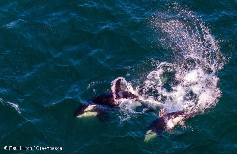 The Hauraki Gulf Marine Protection Act: Turning the Tide for the Marine Park