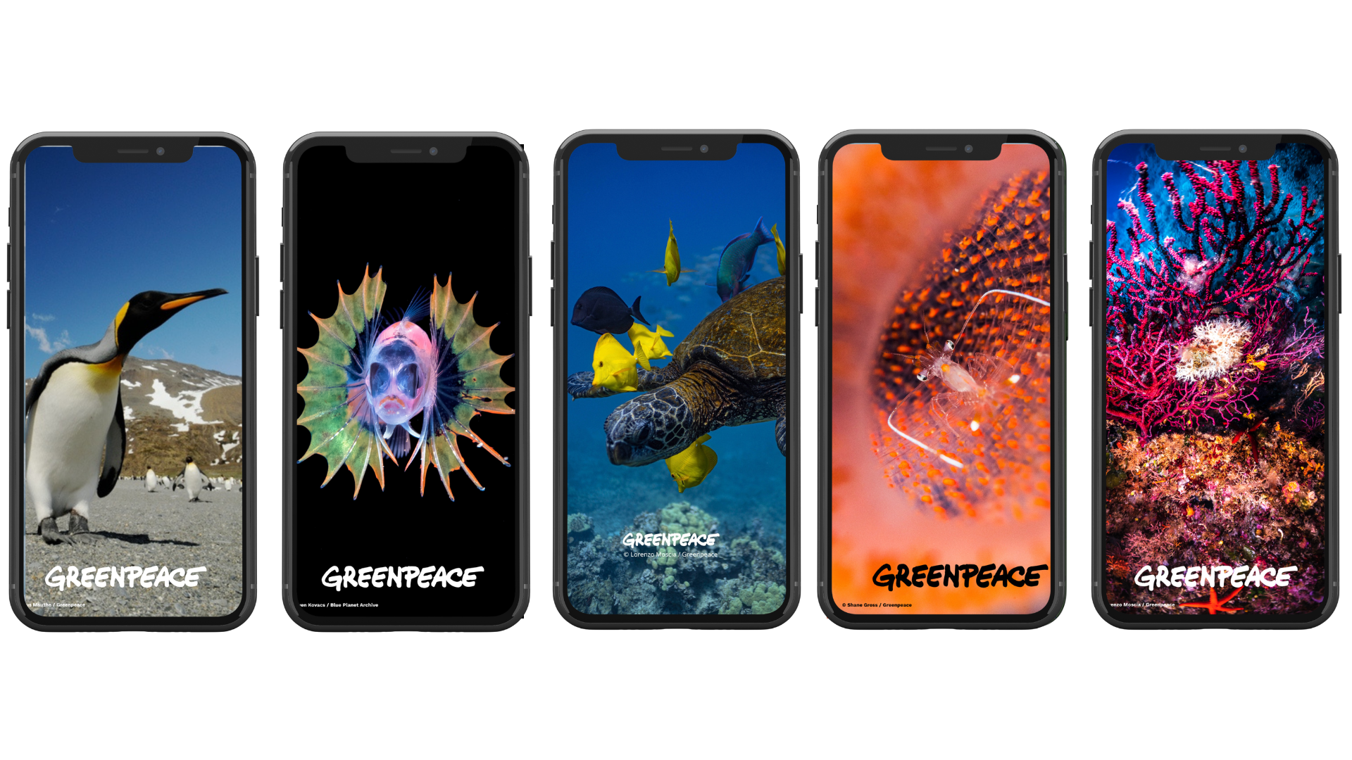 Monthly wallpaper downloads