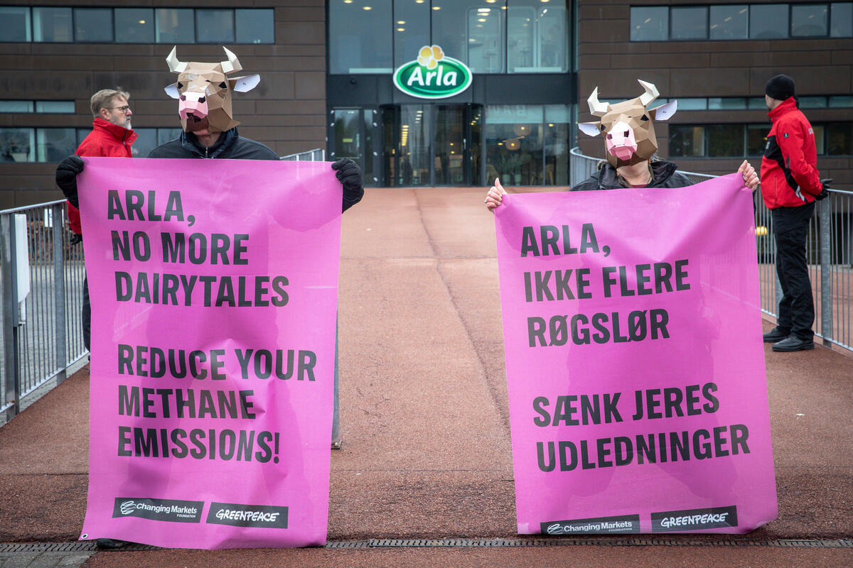 Greenpeace activists wearing cow heads hold banners reading 'Arla, no more dairytales. Reduce your methane emissions' in both English and Danish. Activists were protesting over the European dairy giant's immense livestock emissions.