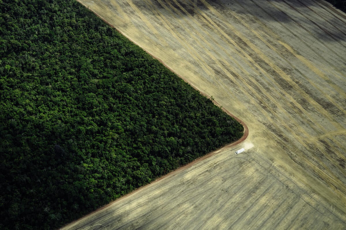 Overflight during COP30 Documents Cattle Pastures, Gold Mining and Deforestation in Pará and Maranhão, Brazil. © Christian Braga / Greenpeace