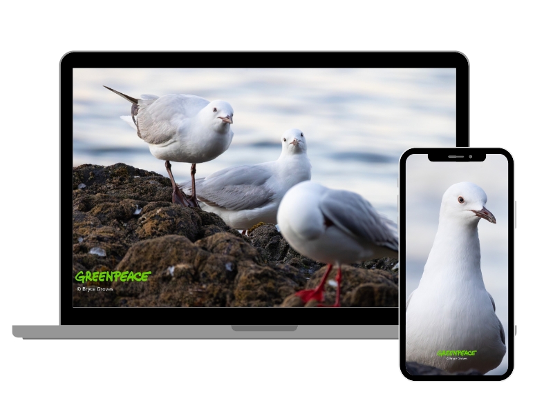 Monthly wallpaper downloads