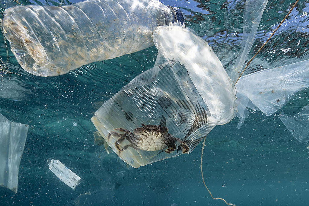 A crab trapped inside a plastic cup, floating in the ocean and surrounded by other discarded bits of plastic
