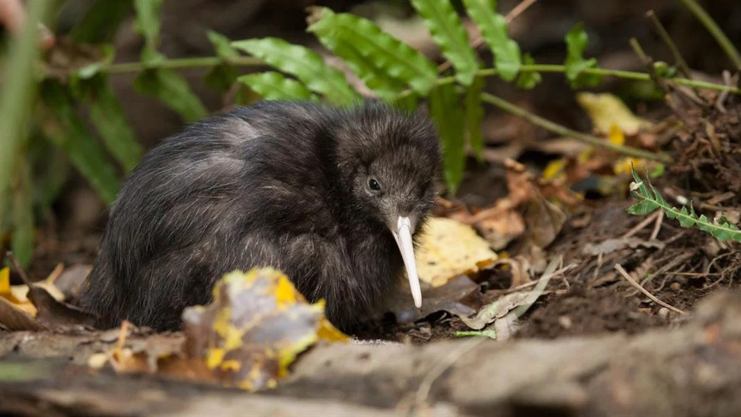 Kiwi-killing Bill 2.0: Government’s RMA reforms strip wildlife protections