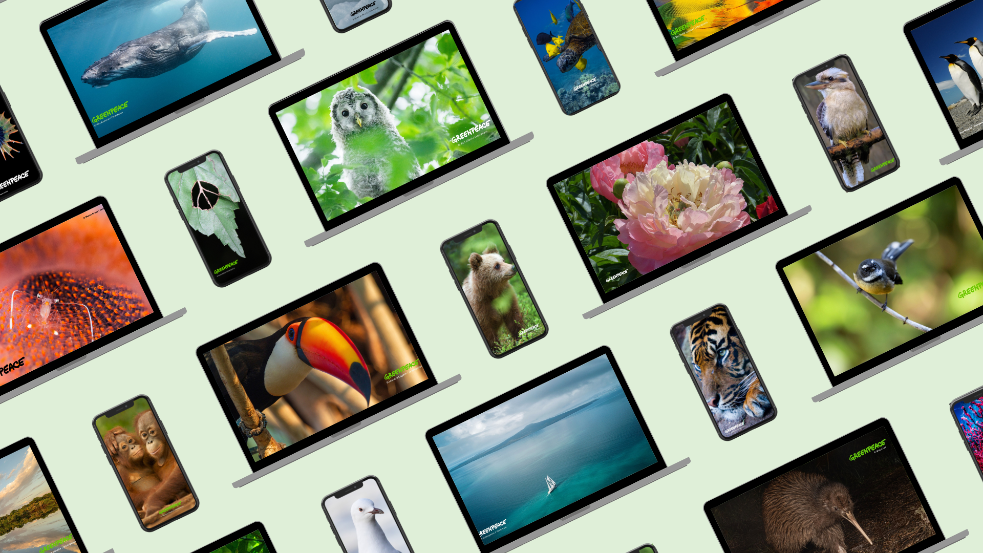 Digital wallpaper downloads