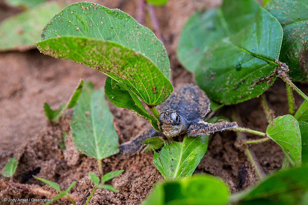 Baby Leatherback Sea Turtle in French Guiana
Expédition Tortue en Guyane