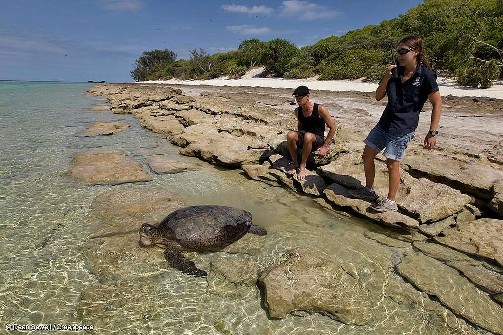 Green Turtle on Heron Island